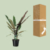 Alocasia lauterbachiana – Ansicht 3
