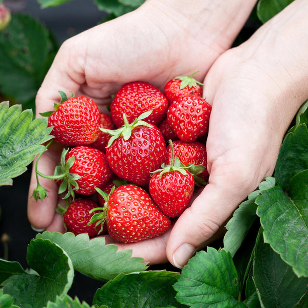 Erdbeere ‚Elsanta' – Fragaria × ananassa – Ansicht 4