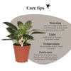 Philodendron ‚White Measure' – Ansicht 9