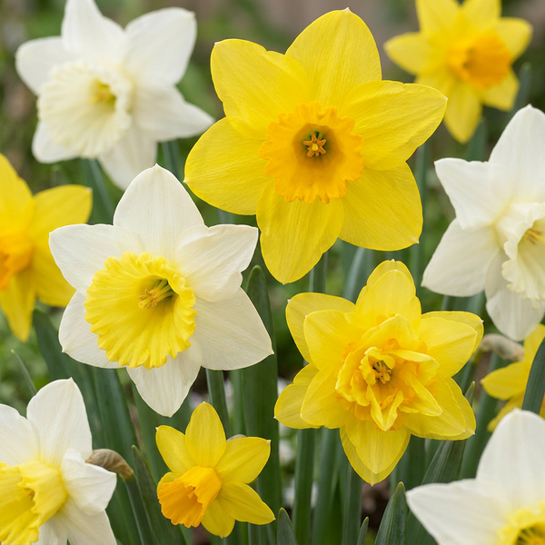 Botanische Narzisse ‚Botanical Mix' – Narcissus