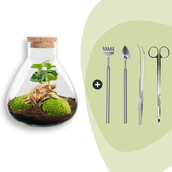 Flaschengarten-Set „Sammie Coffea“ – DIY-Terrarium mit Kaffeepflanze