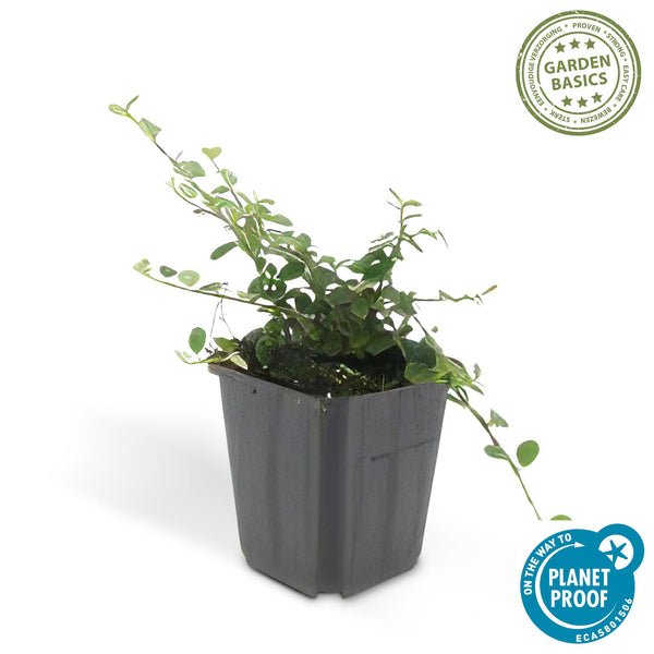Teppich-Zwergmispel ‚Queen of Carpets' – Cotoneaster procumbens – 1 Stück