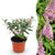 Schmetterlingsflieder ‚Butterfly Candy Little Pink' – Buddleja davidii – 1 Stück