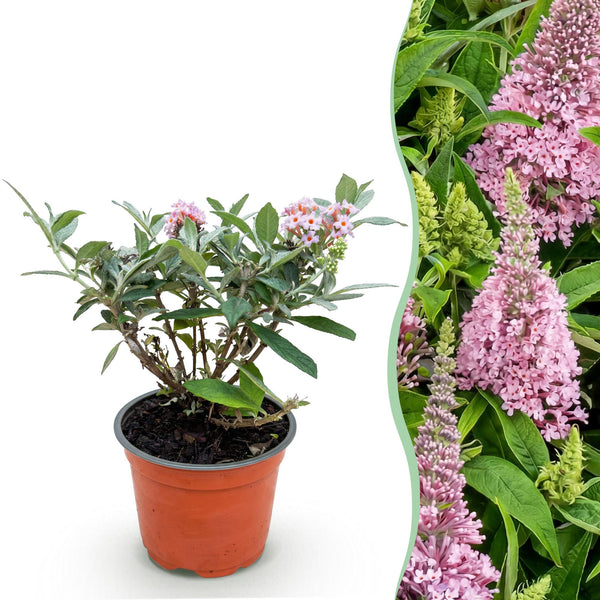 Schmetterlingsflieder ‚Butterfly Candy Little Pink' – Buddleja davidii – 1 Stück