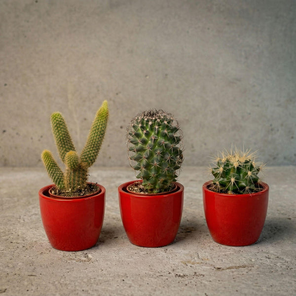 Kakteen-Set „Mix“ – 3 Kakteen mit Mini-Topf – Ansicht 2