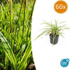 Japan-Segge ‚Aureovariegata' – Carex morrowii