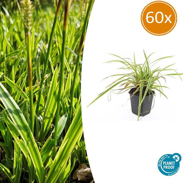 Japan-Segge ‚Aureovariegata' – Carex morrowii