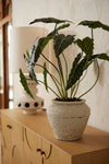 Kunstpflanze Alocasia – Ansicht 3