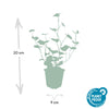 Irischer Efeu – Hedera hibernica – Ansicht 3