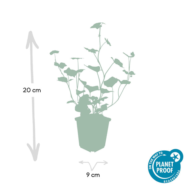 Irischer Efeu – Hedera hibernica – Ansicht 3