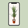 Palmlilie – Yucca – Ansicht 4