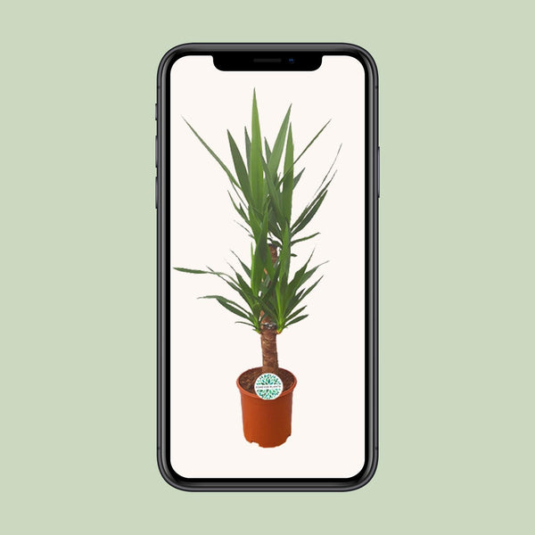 Palmlilie – Yucca – Ansicht 4