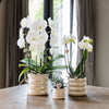 Schmetterlingsorchidee ‚Niagara Fall White' – Phalaenopsis – Ansicht 7