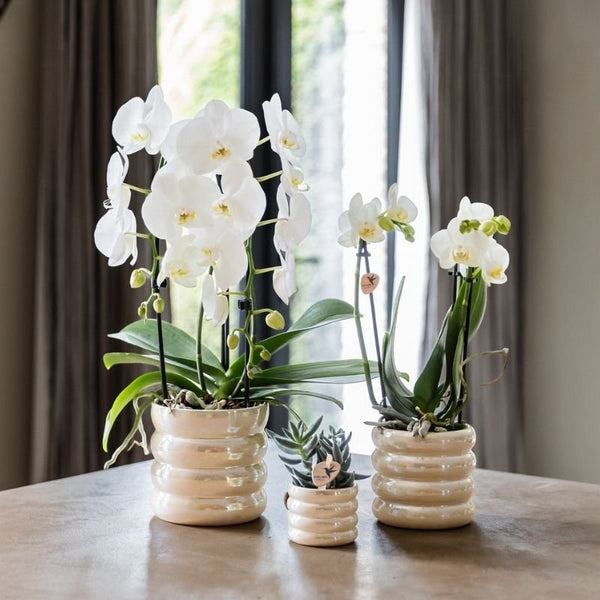 Schmetterlingsorchidee ‚Niagara Fall White' – Phalaenopsis – Ansicht 7