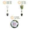 Garteneibisch Stämmchen ‚Starburst Chiffon' – Hibiscus syriacus – Ansicht 9