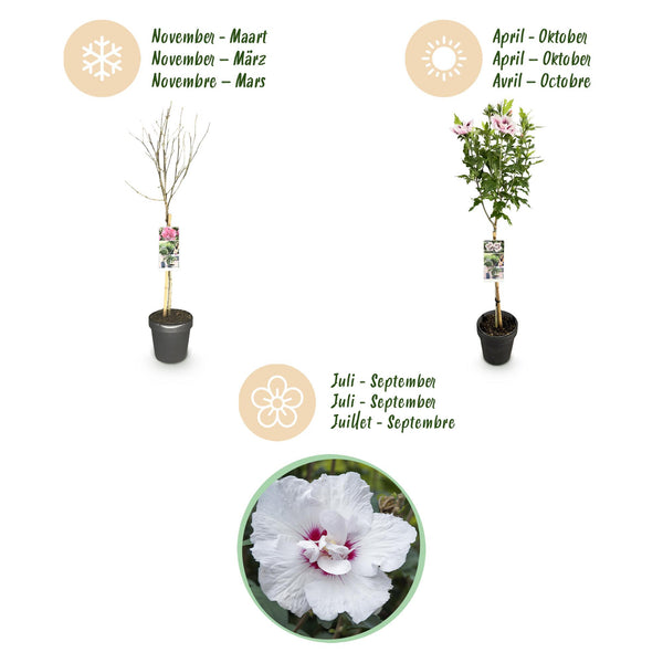 Garteneibisch Stämmchen ‚Starburst Chiffon' – Hibiscus syriacus – Ansicht 9