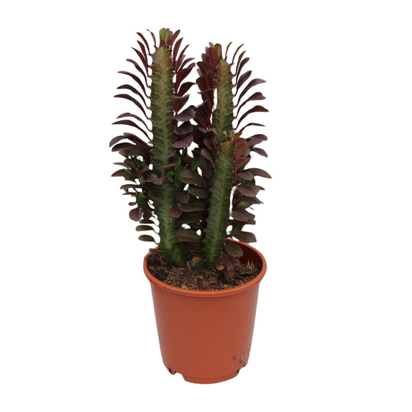 Dreikantige Wolfsmilch ‚Rubra' – Euphorbia trigona – Ansicht 2