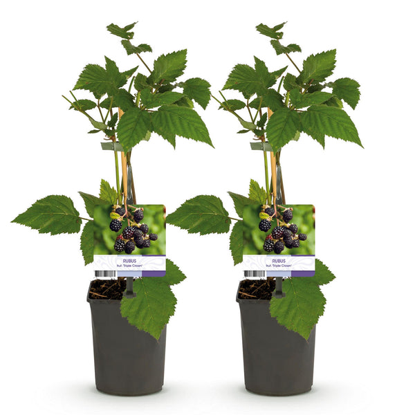 Brombeere ‚Triple Crown' – Rubus fruticosus – Ansicht 2