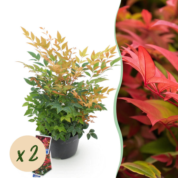 Himmelsbambus ‚Gulfstream' – Nandina domestica