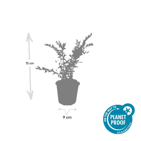 Böschungsmyrte – Lonicera pileata – Ansicht 5