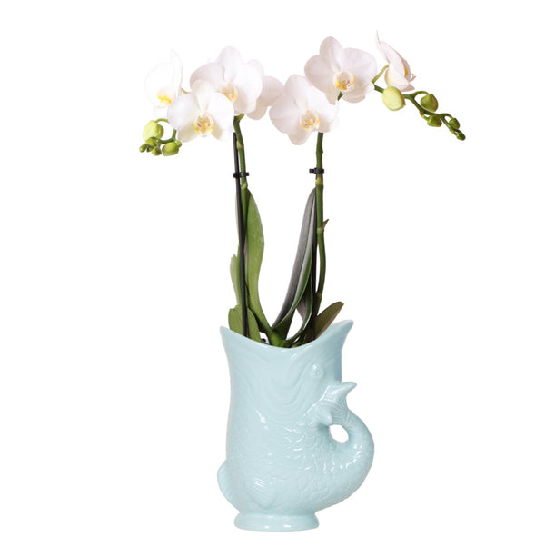 Schmetterlingsorchidee – Phalaenopsis amabilis