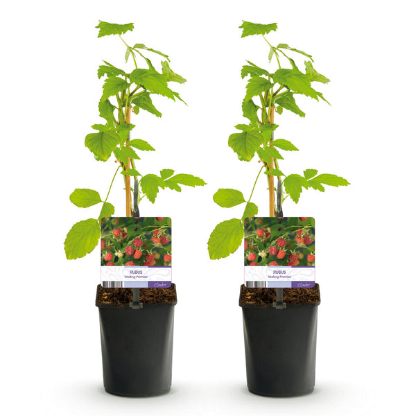 Himbeere ‚Malling Promise' – Rubus idaeus – Ansicht 2