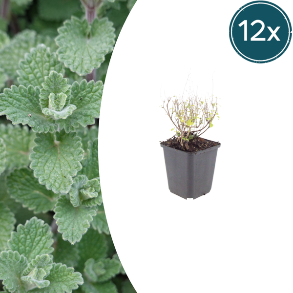 Kleinblütige Bergminze – Calamintha nepeta subsp. nepeta