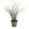 Chinaschilf ‚Gracillimus' – Miscanthus sinensis – Ansicht 4
