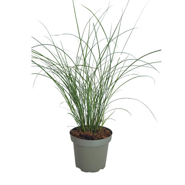 Chinaschilf ‚Gracillimus' – Miscanthus sinensis – Ansicht 4