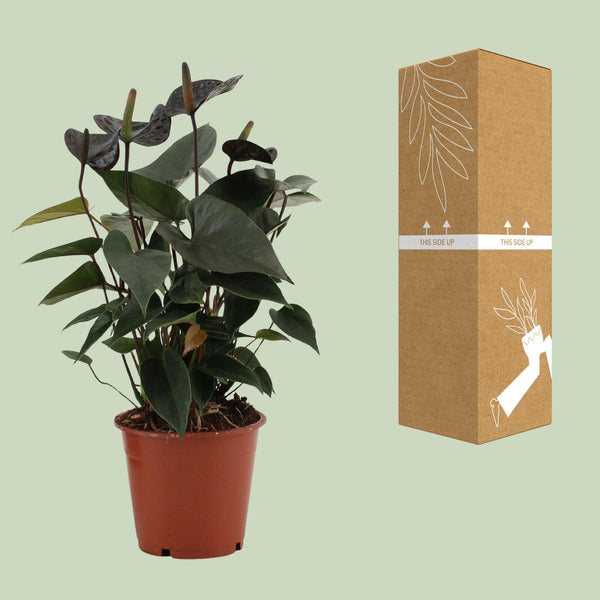 Flamingoblume ‚Black Love' – Anthurium andraeanum – Ansicht 5
