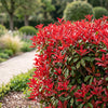 Glanzmispel ‚Little Red Robin' – Photinia × fraseri – Ansicht 5