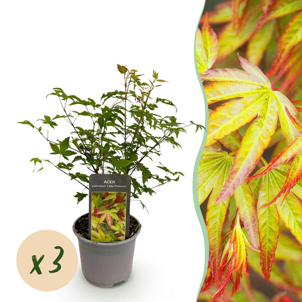 Fächerahorn ‚Little Princess' – Acer palmatum