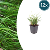 Japan-Segge – Carex morrowii