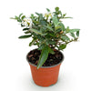 Schmetterlingsflieder ‚Butterfly Candy Little White' – Buddleja davidii – Ansicht 2