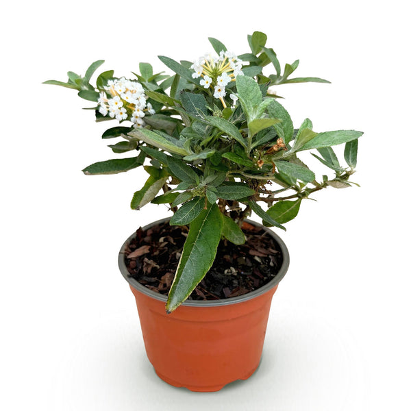 Schmetterlingsflieder ‚Butterfly Candy Little White' – Buddleja davidii – Ansicht 2