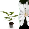 Stern-Magnolie ‚Royal Star' – Magnolia stellata – 1 Stück