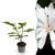 Stern-Magnolie ‚Royal Star' – Magnolia stellata – 1 Stück