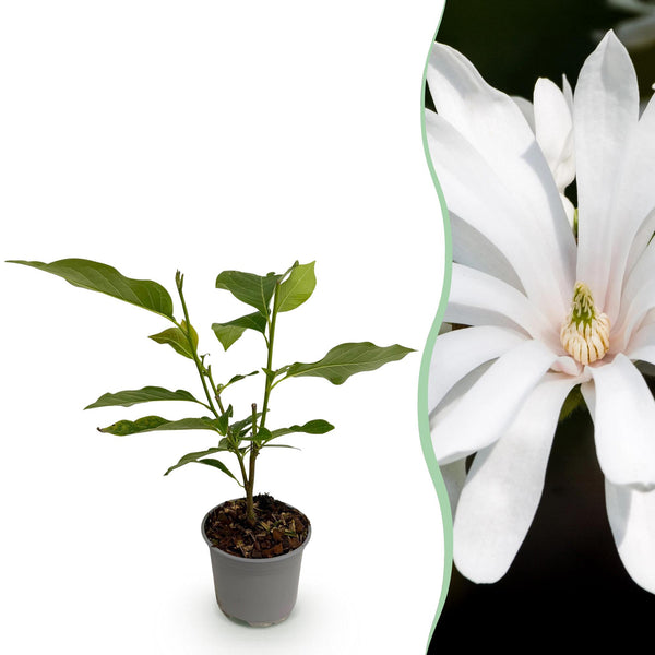 Stern-Magnolie ‚Royal Star' – Magnolia stellata – 1 Stück
