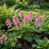 Lerchensporn ‚Beth Evans' – Corydalis solida – Ansicht 2