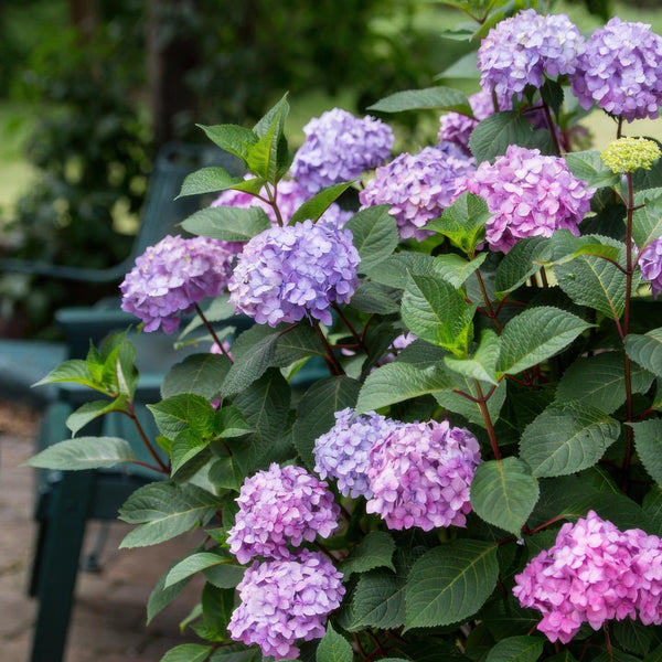 Bauernhortensie ‚Endless Summer Summer Love Purple' – Hydrangea macrophylla – Ansicht 6