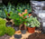 Terrarium-Set „5 Pflanzen