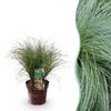 Neuseeland-Segge ‚Frosted Curls' – Carex comans – 1 Stück