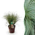 Neuseeland-Segge ‚Frosted Curls' – Carex comans – 1 Stück