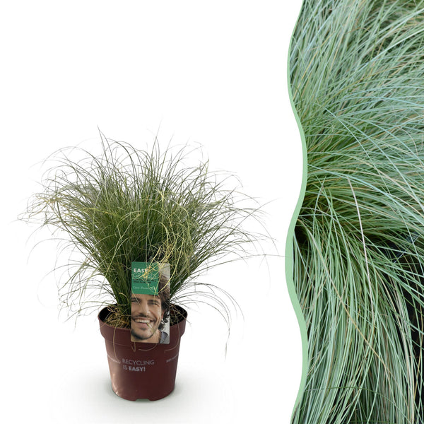 Neuseeland-Segge ‚Frosted Curls' – Carex comans – 1 Stück
