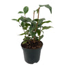 Kamelie ‚Tricolour' – Camellia japonica – Ansicht 2