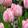 Gefüllte Tulpe ‚Double Pink' – Tulipa – 48 Stück