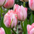 Gefüllte Tulpe ‚Double Pink' – Tulipa – 48 Stück