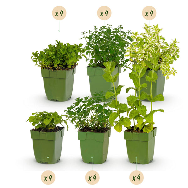 Kräuter-Set „Kräutertee" – 24 Teekräuter für 3 m² – Ansicht 2