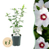 Garteneibisch ‚Red Heart' – Hibiscus syriacus