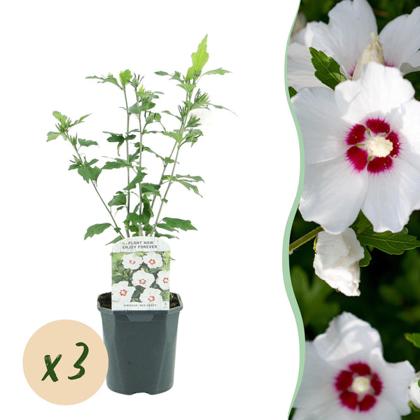Garteneibisch ‚Red Heart' – Hibiscus syriacus